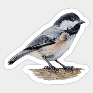 Chickadee drawing 7 (no background) Sticker